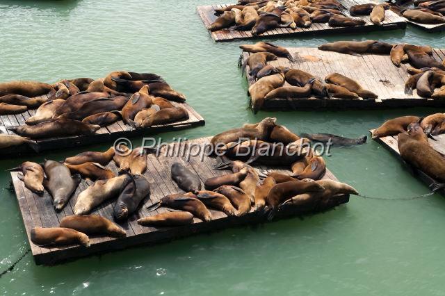 etats unis ouest 51.JPG - Zalophus californianusCalifornia Sea Lion, Otarie de CaliforniePier 39, Fisherman's WharfSan Francisco, Californie, Etats-Unis